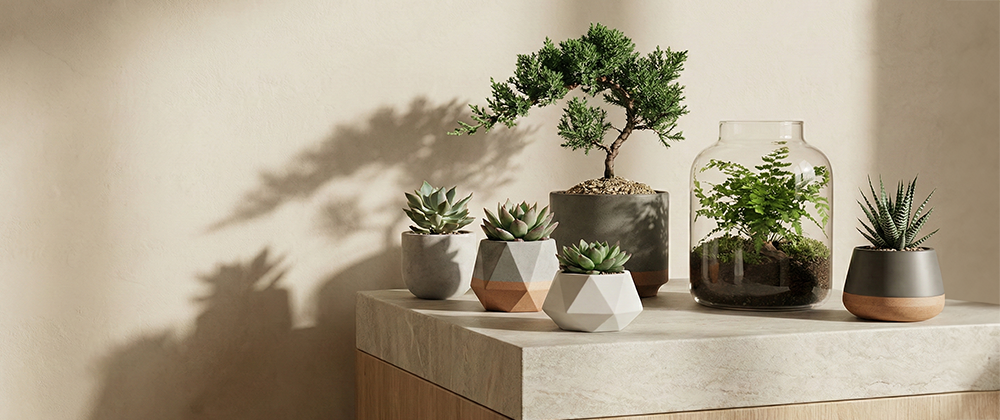 盆栽植物類禮品